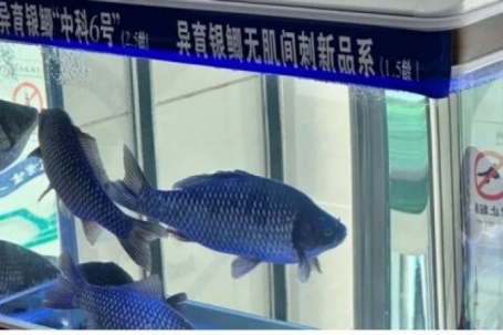 Trung Quốc tạo ra cá diếc không xương dăm, dự kiến ra mắt thị trường năm 2026