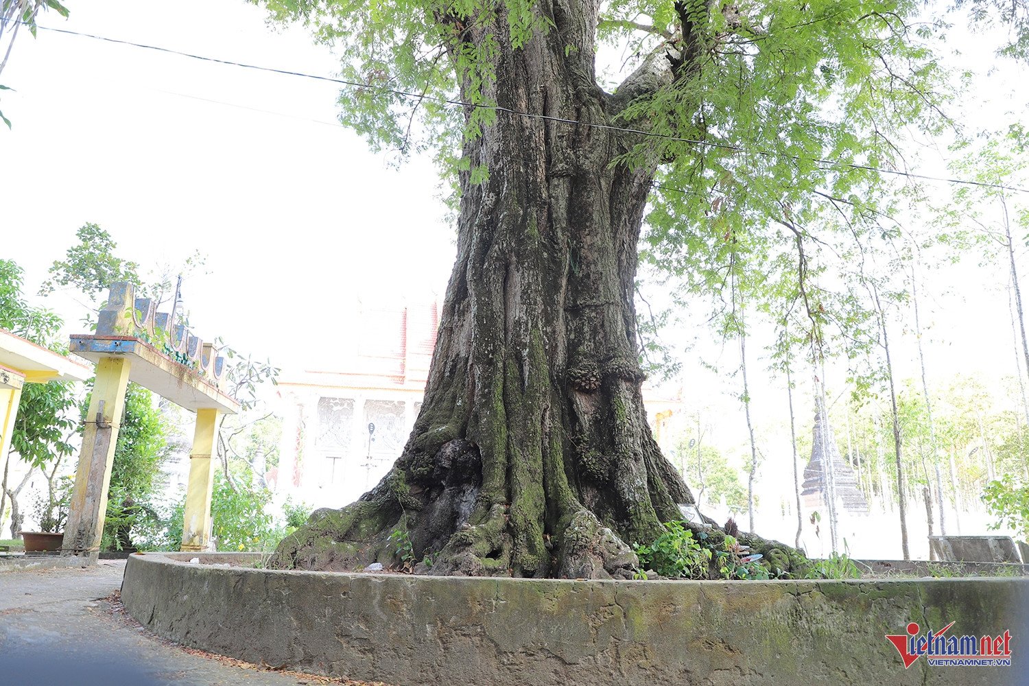 Chiêm ngưỡng 2 ‘báu vật’ trăm năm tuổi trong ngôi chùa mang tên một loài hoa - 6