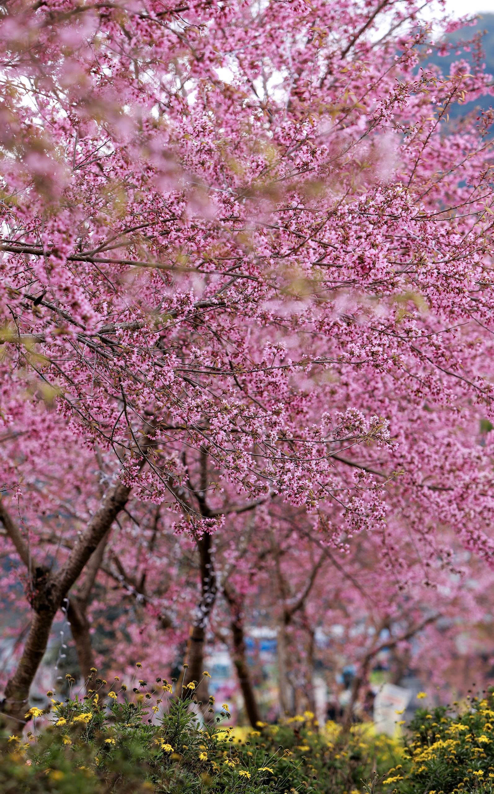 Ngắm vẻ đẹp Lô Lô Chải - “Làng du lịch tốt nhất thế giới” nơi địa đầu Tổ quốc - 10