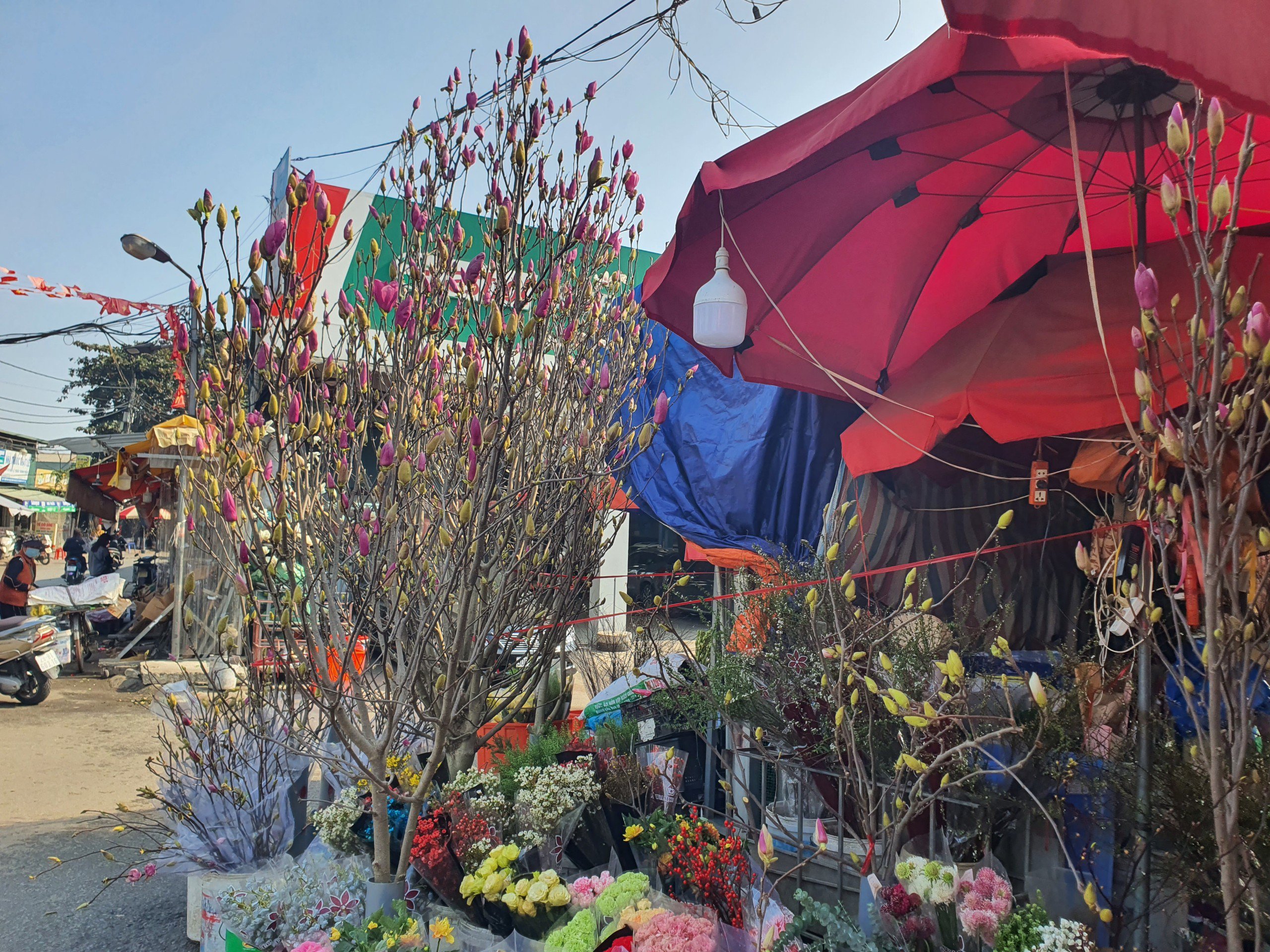 Hoa mộc lan bày bán ở chợ hoa Quảng Bá.