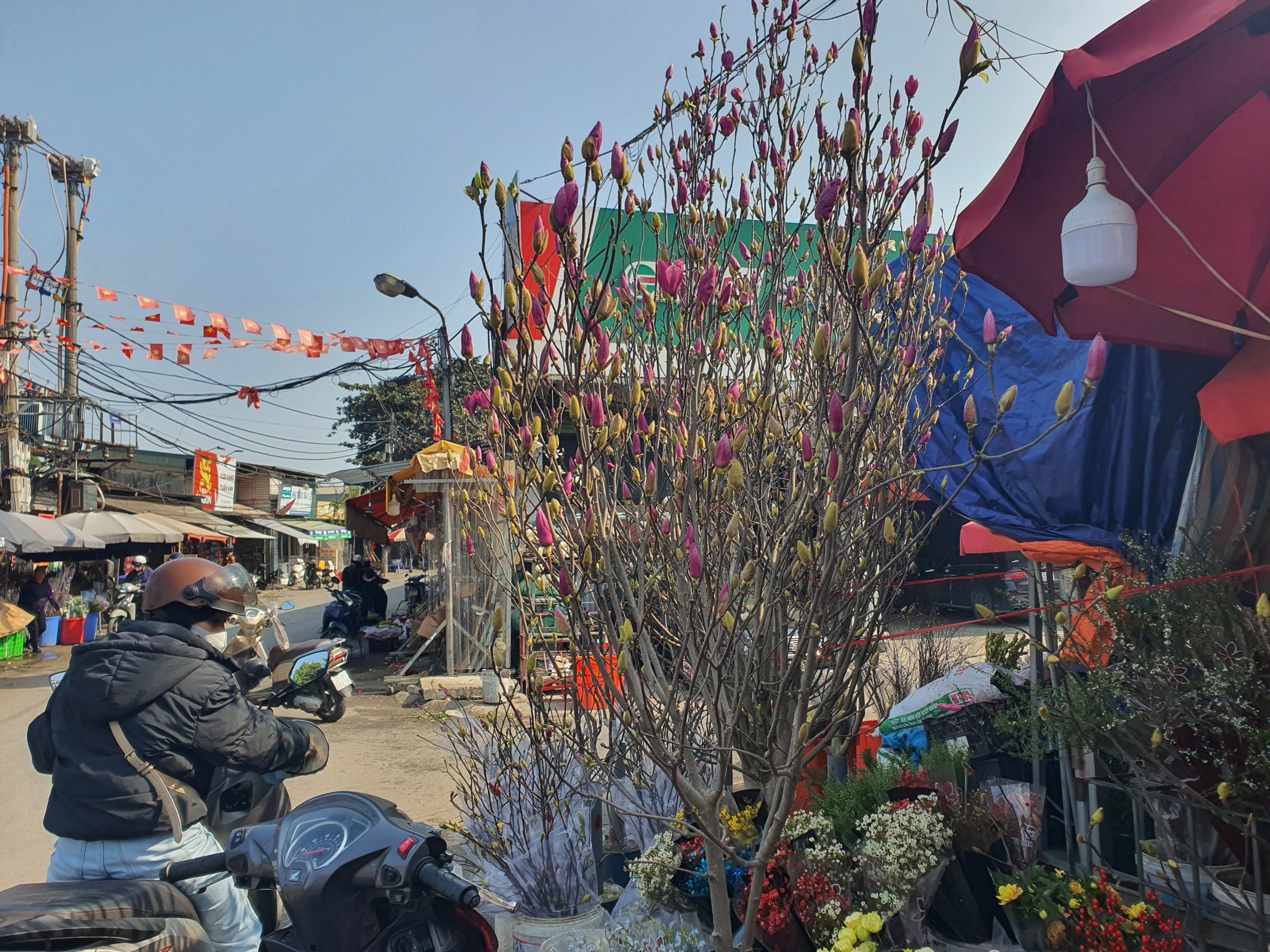 Những cành mộc lan chi chít nụ, bông nở to, rất đẹp.