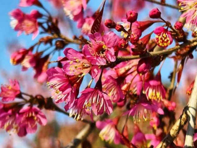 Top những điểm đến ngắm hoa anh đào đẹp ngây ngất tại Tuyên Quang dịp Tết Dương lịch 2026