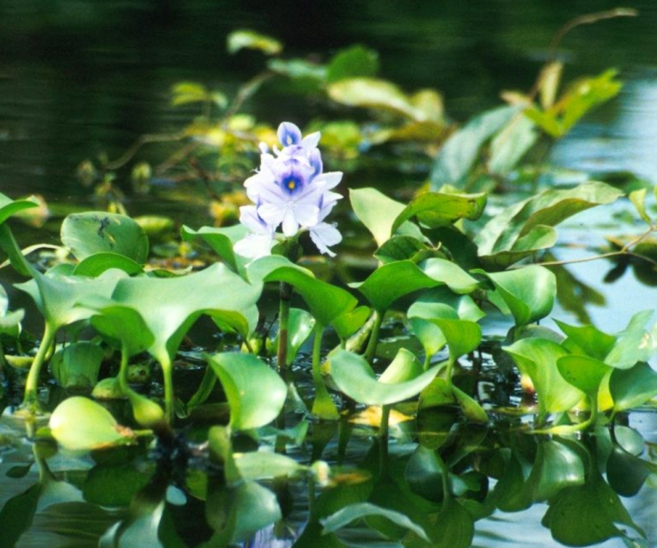 Nghề thu hoạch, phơi sấy và đan lục bình thành giỏ xách, túi xách, đồ gia dụng, vật dụng thời trang đang dần khẳng định vị trí trên thị trường trong nước lẫn xuất khẩu.