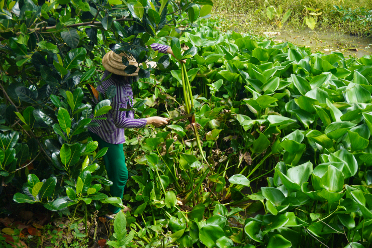 Thông thường, đối với một cây lục bình trưởng thành, thân cây khoảng 60cm mới được thu hoạch. Lục bình khi thu hoạch được chọn lọc, loại bỏ lá, đem phơi nắng khoảng một tuần sẽ thành nguyên liệu để đan các sản phẩm.