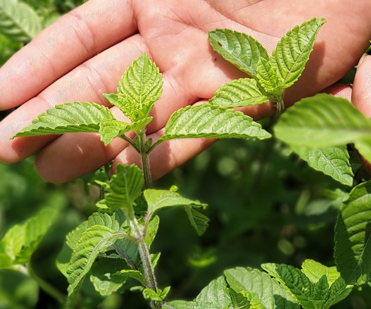 Tuy nhiên, vài năm trở lại đây, khi nhu cầu tiêu thụ thạch đen tăng mạnh, đặc biệt vào mùa nắng nóng, cây trồng tưởng như bị lãng quên này bắt đầu được “đánh thức”.