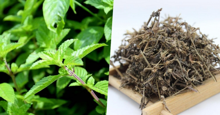 Do có tính mát, nên cây thạch đen giúp giải nhiệt, làm dịu cơn khát và thanh lọc cơ thể hiệu quả trong những ngày hè nóng bức.