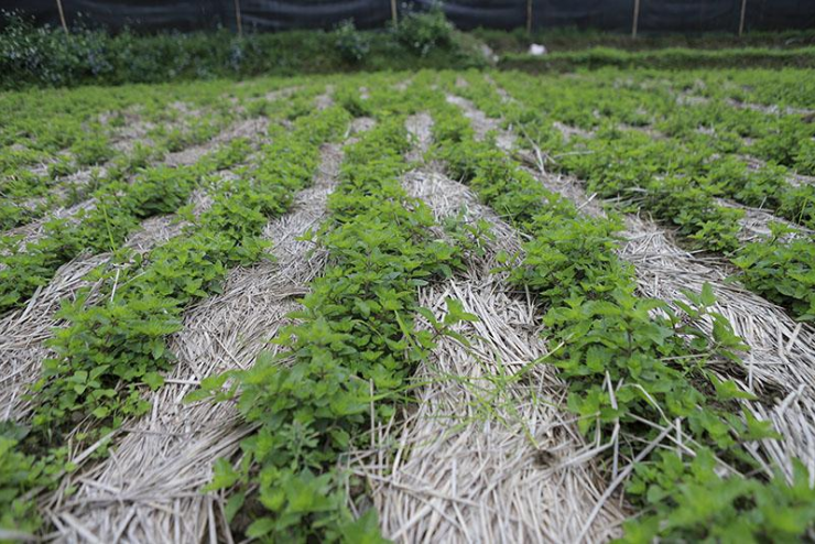 Kỹ thuật trồng và chăm sóc thạch đen cực kỳ đơn giản, dễ làm. Chỉ cần nhân giống bằng con đường vô tính, nguồn giống chủ yếu bằng gốc thân cây của vụ trước. Cây ưa đất dốc nhẹ, đất ven suối ẩm thuộc loại đất thịt pha cát màu xám hoặc xám vàng có tầng sâu dày, không lẫn đá.