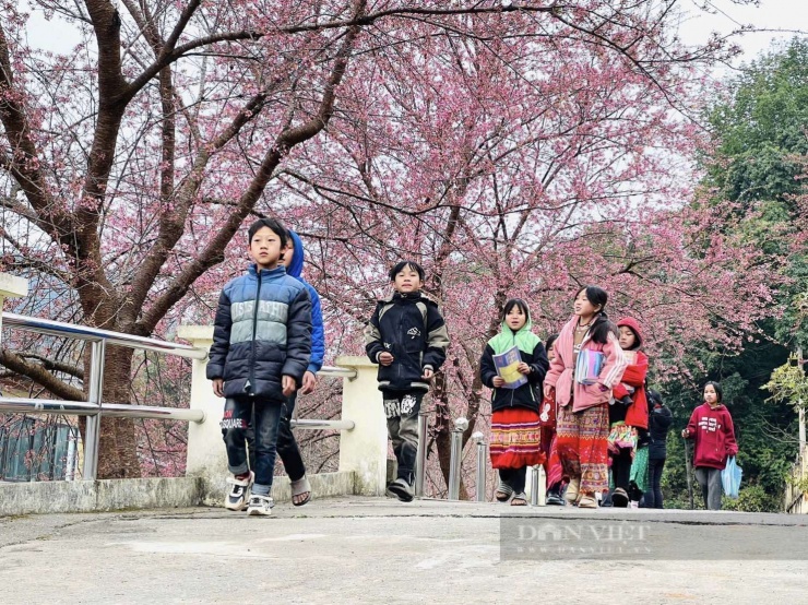 Cây hoa anh đào nở rộ tại đồn Biên phòng Lũng Cú. (Ảnh: Nguyễn Quân)