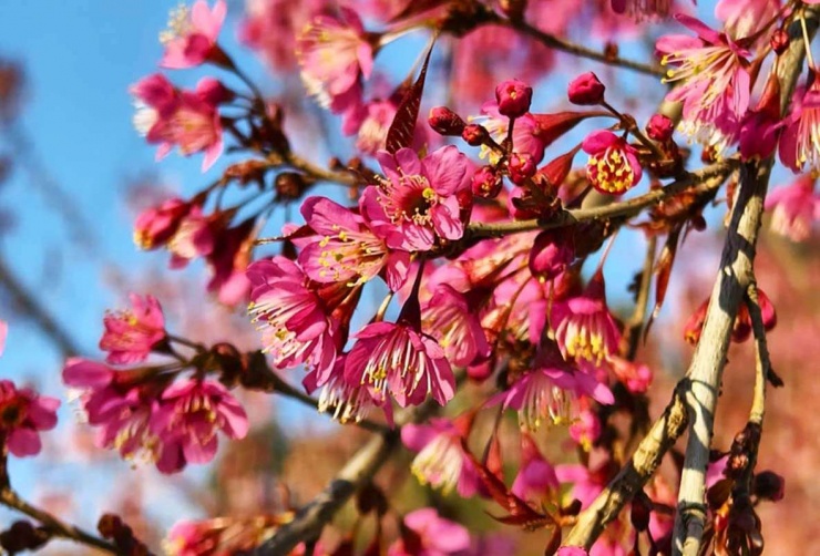 Hoa anh đào khoe sắc tại Tuyên Quang khiến du khách thích thú. (Ảnh: Hà Linh)