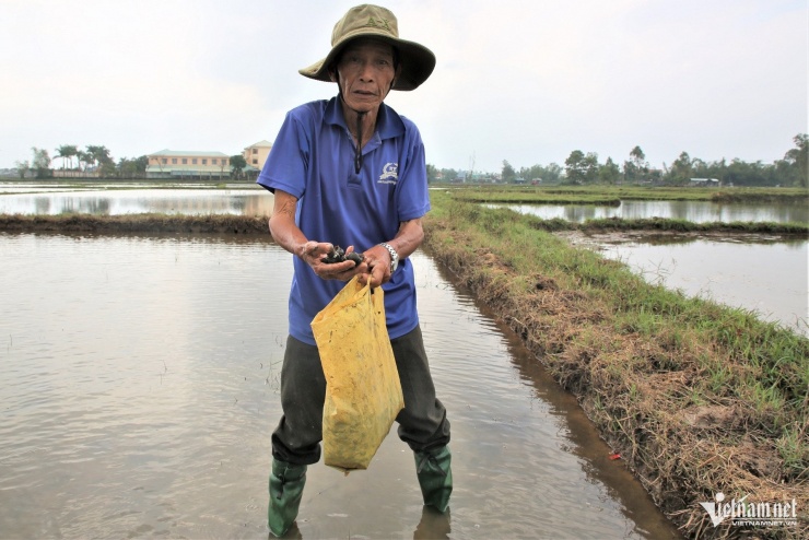 Ông Đại tranh thủ ra đồng từ sáng sớm để bắt ốc bươu vàng kiếm thêm thu nhập