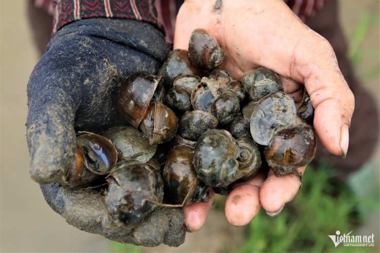 Những con ốc gây hại cho lúa trở thành “nguồn thu” của người dân vùng nông thôn Đà Nẵng dịp cuối năm
