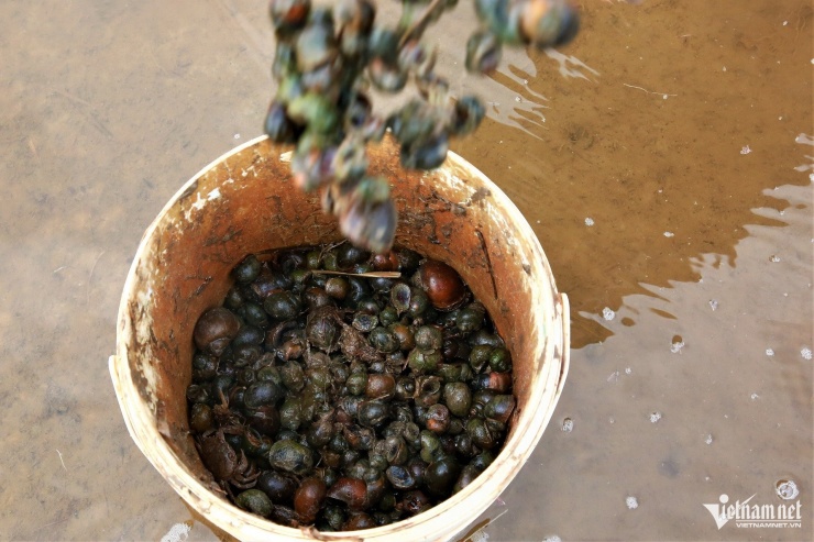 Sau vài giờ lội ruộng, mỗi người có thể bắt được hàng chục kg ốc bươu vàng