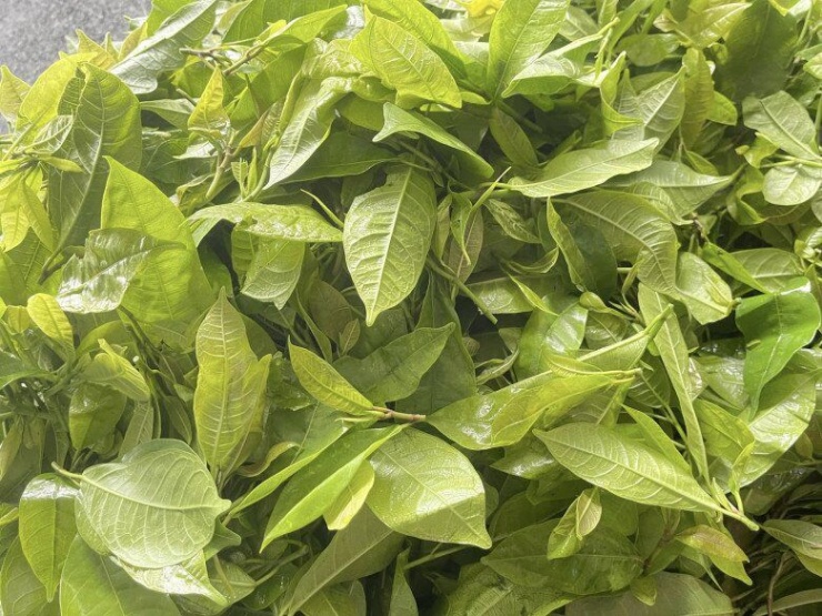 Thứ lá càng hái càng mọc, tưởng chỉ mọc dại trong rừng nay thành đặc sản xuất hiện ở nhà hàng nhờ vị ngọt bùi độc lạ - 2