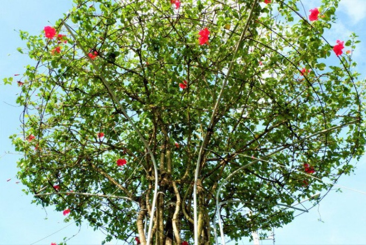 Cây dại ở bờ rào nở hoa quanh năm "lên chậu" thành bonsai, mang lại phước lành và may mắn, có cây giá 300 triệu đồng - 4