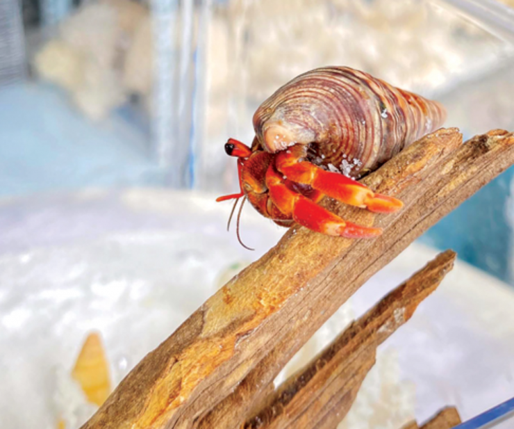 Chi phí đầu tư ban đầu để nuôi ốc thường ở mức vừa phải, chủ yếu cho bể nuôi, phụ kiện cơ bản và con giống. Đây được xem là lựa chọn phù hợp với người mới bắt đầu tìm hiểu thú chơi sinh vật cảnh độc lạ.