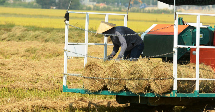 Sở dĩ gọi rơm là “vàng mềm” vì giá trị kinh tế cao mà người thu hoạch không tốn nhiều chi phí đầu tư.