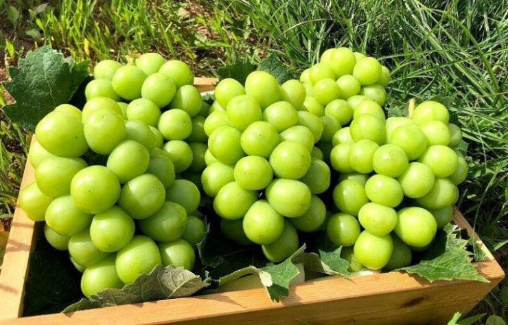 Loại quả đắt đỏ nhất thế giới Việt Nam trồng thành công, 2 năm cho thu hoạch, là đặc sản nổi tiếng 450.000 đồng/kg  - 4