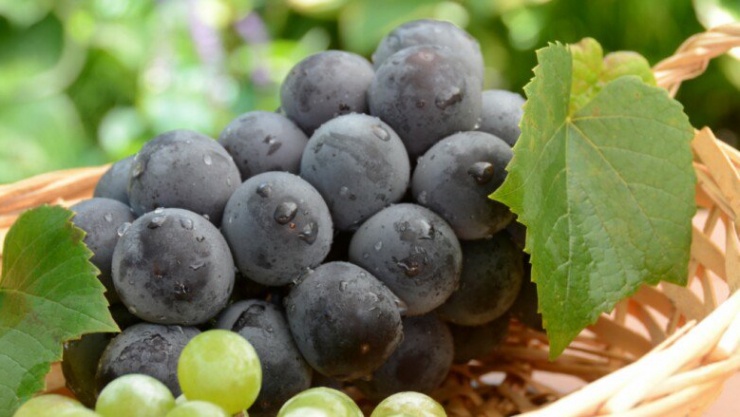 Loại quả đắt đỏ nhất thế giới Việt Nam trồng thành công, 2 năm cho thu hoạch, là đặc sản nổi tiếng 450.000 đồng/kg  - 2