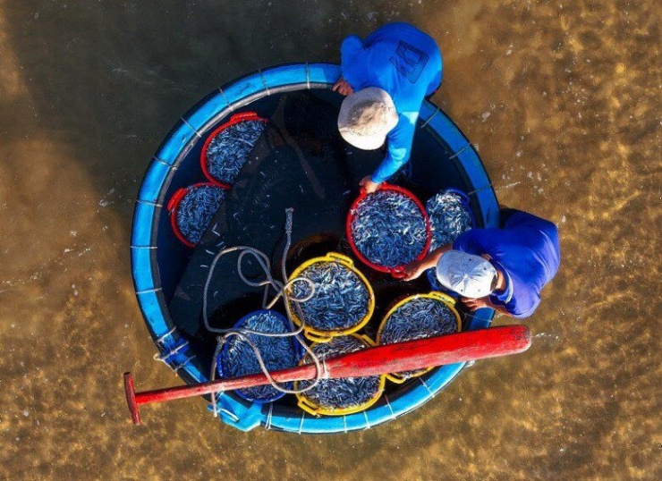 Loại cá quen thuộc có canxi cao gấp 25 lần cá hồi, xưa không ai ăn nay thành đặc sản ở thành phố, 70.000 đồng/kg - 2