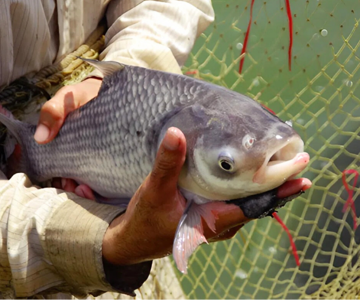 Nhờ giá trị thương phẩm cao, nuôi cá hô không tốn quá nhiều công chăm sóc nên đã giúp người nông dân có thêm nguồn thu nhập, cải thiện chất lượng cuộc sống.