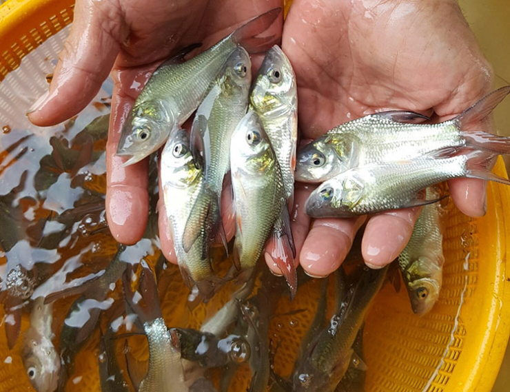 Việc bán cá hô giống cũng mở ra thêm một phương hướng để người nuôi giống cá đặc sản này thêm nguồn thu nhập.