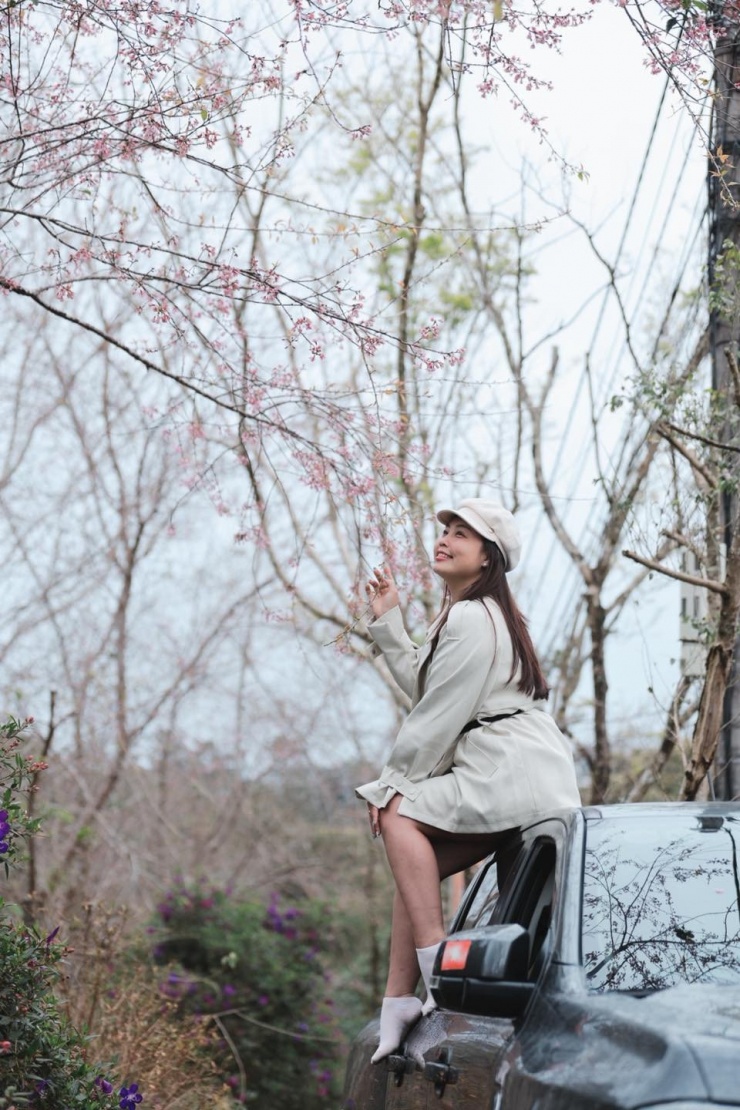 Măng Đen đang vào mùa hoa anh đào hút khách du lịch. Ảnh: Du lịch Măng Đen