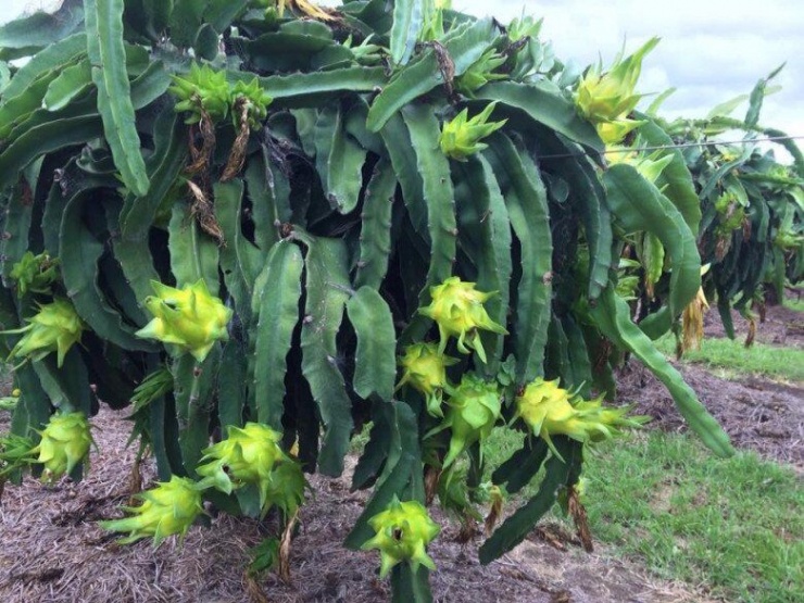 Loại quả đắt nhất thế giới, Việt Nam trồng đại trà 10 tháng cho thu hoạch, thành đặc sản nổi tiếng giá 300.000 đồng/kg - 5