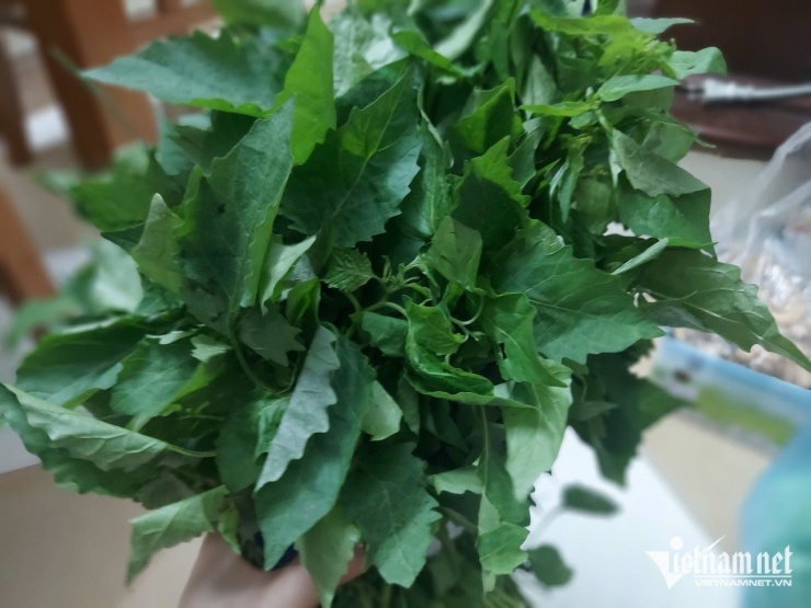 Rau tầm bóp. Ảnh: N. Huyền&nbsp;