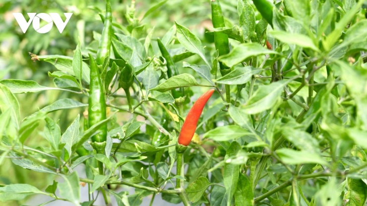 So với cây lúa, đặc biệt trong điều kiện ruộng khô hạn, thiếu nước vào mùa khô, cây ớt cho hiệu quả kinh tế vượt trội
