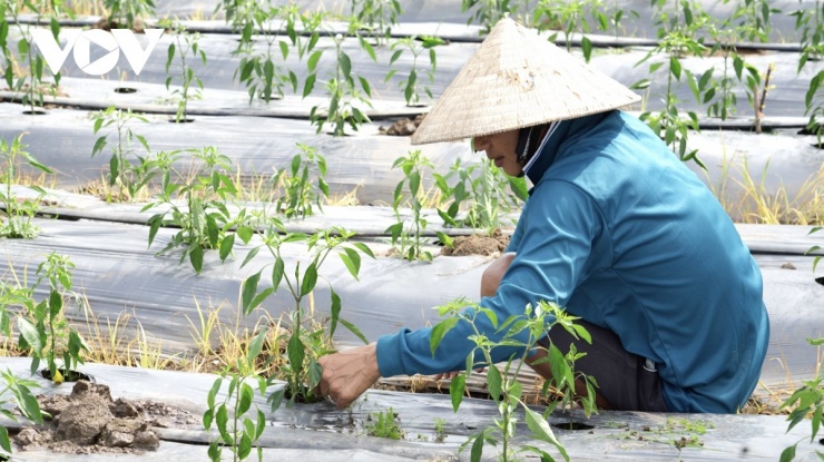 Giá ớt cao, nông dân tăng cường phòng trị sâu bệnh