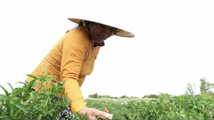 Giá ớt lập đỉnh, nông dân trồng ớt vươn lên thoát nghèo bền vững