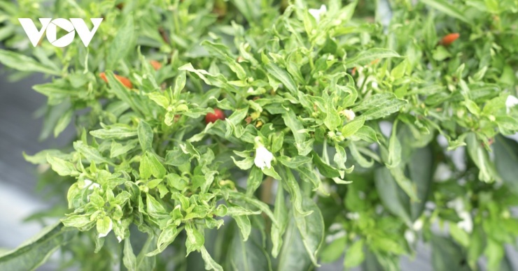 Ớt chỉ thiên rất phù hợp với thổ nhưỡng ở Vĩnh Long