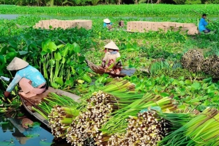 Nghề lạ ở Việt Nam: Nông dân kiếm tiền triệu nhờ thứ tưởng bỏ đi, tới mùa thu hoạch là xuất hiện đầy đường