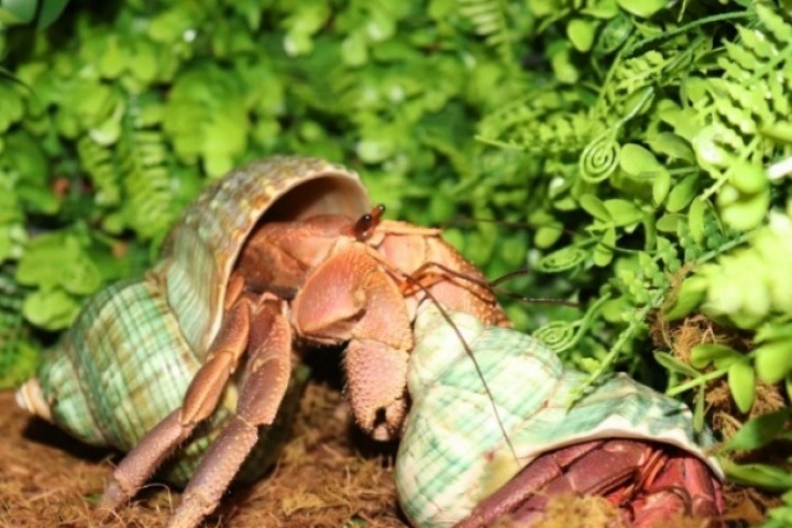 5 trào lưu nuôi thú cưng độc lạ ở Việt Nam: Có con nhìn vào sợ khiếp vía, có loài mệnh danh chăm chỉ nhất thế giới