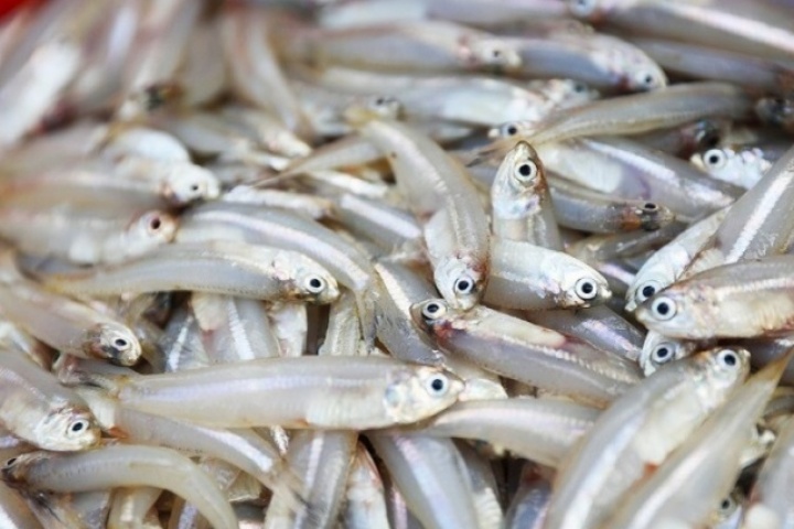 Loại cá quen thuộc có canxi cao gấp 25 lần cá hồi, xưa không ai ăn nay thành đặc sản ở thành phố, 70.000 đồng/kg