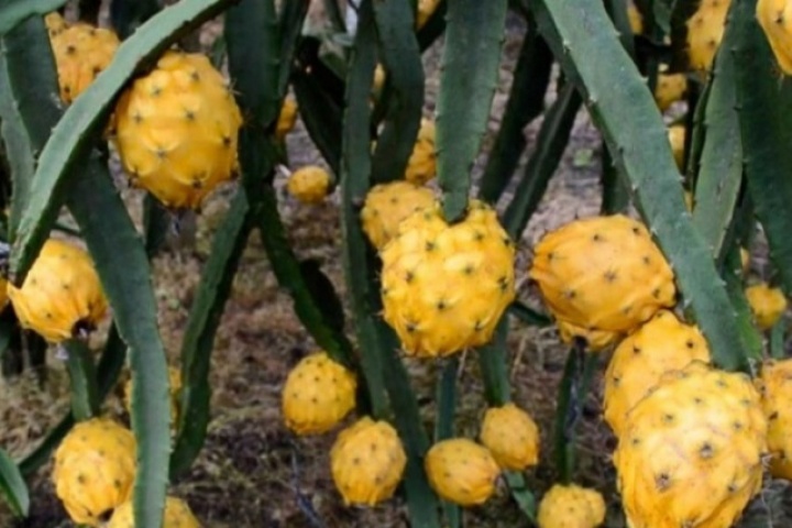 Loại quả đắt nhất thế giới, Việt Nam trồng đại trà 10 tháng cho thu hoạch, thành đặc sản nổi tiếng giá 300.000 đồng/kg