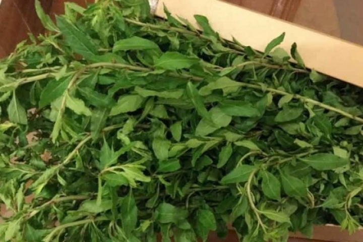 Loại rau xưa trồng ở bờ rào, bị xem như "rác" nay "lên đời" thành đặc sản Lào Cai, có tiền cũng khó mua