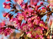 Top những điểm đến ngắm hoa anh đào đẹp ngây ngất tại Tuyên Quang dịp Tết Dương lịch 2026