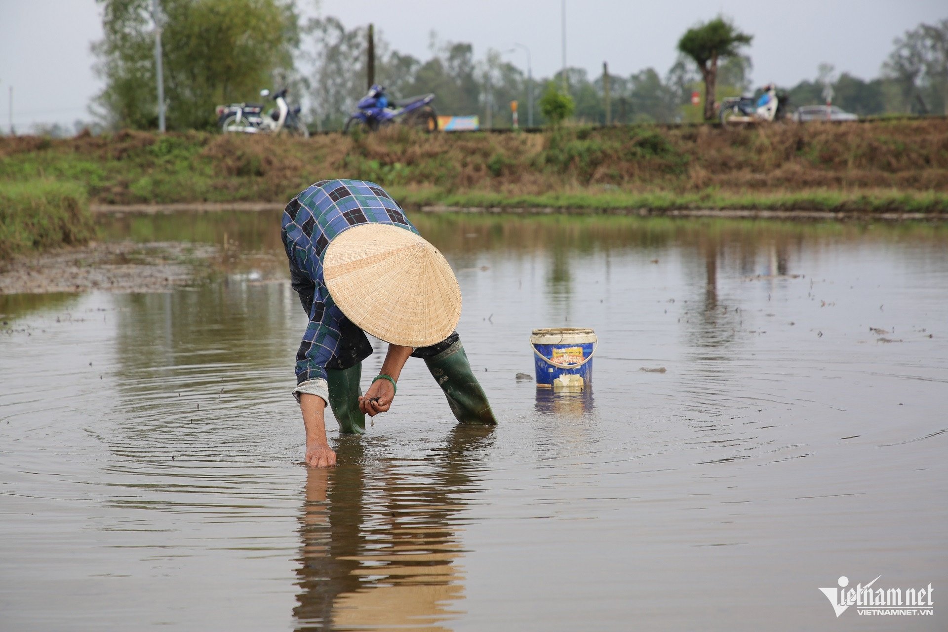 Lội bùn, cúi người nhặt từng con ốc bươu vàng, nhiều người dân kiếm được vài trăm nghìn đồng mỗi ngày lúc nông nhàn