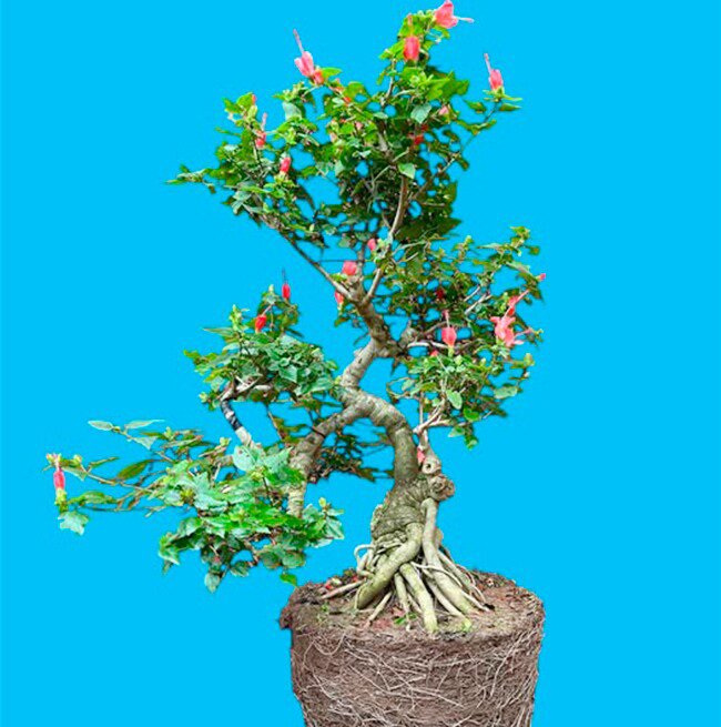 Cây dại ở bờ rào nở hoa quanh năm "lên chậu" thành bonsai, mang lại phước lành và may mắn, có cây giá 300 triệu đồng - 2