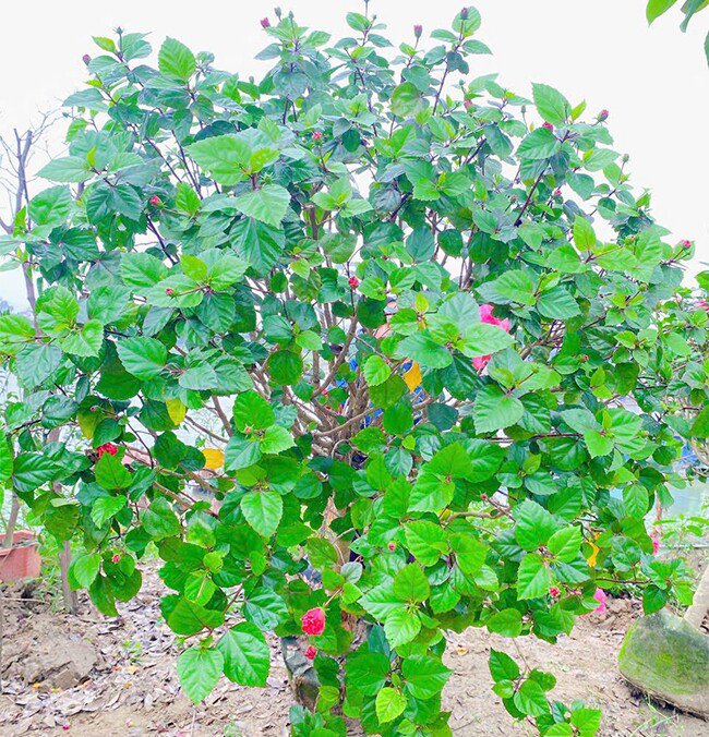 Cây dại ở bờ rào nở hoa quanh năm "lên chậu" thành bonsai, mang lại phước lành và may mắn, có cây giá 300 triệu đồng - 5