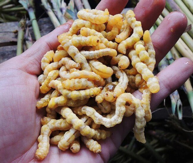 Sâu chít là ấu trùng sống trong thân cây chít rừng Tây Bắc, hình dáng trắng sữa, béo mọng, từng khiến nhiều người e dè nhưng nay trở thành đặc sản được săn lùng.