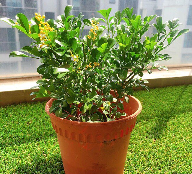 Cây dại ở hàng rào "lên chậu" thành bonsai, có cây hơn 1 tỷ đồng, tỏa mùi thơm đặc biệt và mang lại may mắn - 3