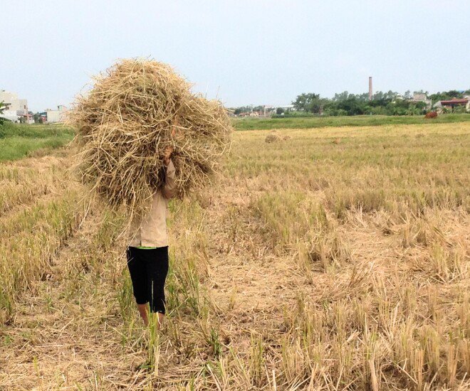Rơm rạ bị xem là thứ đi vì không đem lại giá trị, gây vướng víu, thậm chí gây ô nhiễm khi bị đốt hàng loạt.