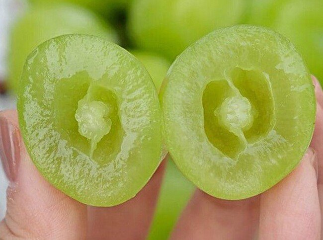 Loại quả đắt đỏ nhất thế giới Việt Nam trồng thành công, 2 năm cho thu hoạch, là đặc sản nổi tiếng 450.000 đồng/kg  - 3