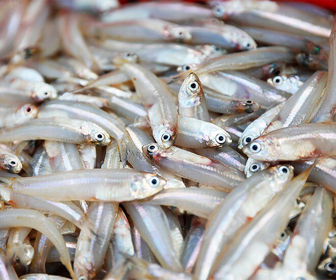 Loại cá quen thuộc có canxi cao gấp 25 lần cá hồi, xưa không ai ăn nay thành đặc sản ở thành phố, 70.000 đồng/kg - 1