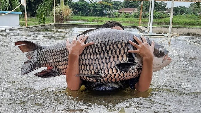 Giá bán cá hô thương phẩm hiện dao động từ 180.000 đến 300.000 đồng/kg, tùy kích thước, loại cá lớn hiếm có thể lên đến 350.000 đến 450.000 đồng.