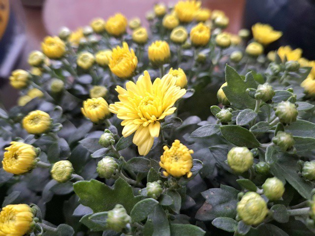 Cúc mâm xôi màu vàng tượng trưng cho sự sung túc, phú quý và may mắn, được nhiều gia đình lựa chọn trưng bày trong dịp Tết Nguyên đán. Ảnh: Quỳnh Mai.