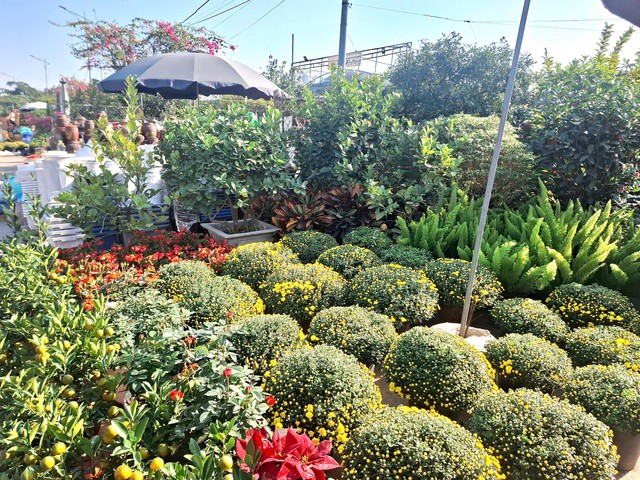 Cúc mâm xôi được người bán bày ở khu vực dễ nhìn thấy nhất. Ảnh: Quỳnh Mai.