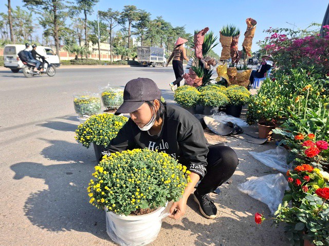 Chị Thu đang đóng gói chậu cúc mâm xôi để kịp gửi cho khách. Ảnh: Quỳnh Mai.